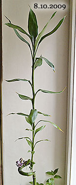 pic3